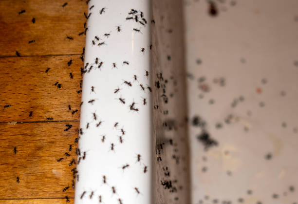 Best Pest Removal Services  in Kent, WA